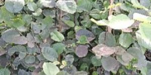 Red Sandalwood Plant