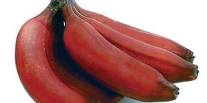 Fresh Red Banana