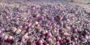 Shallots Onion