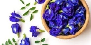 TBC Butterfly Blue Pea Flower