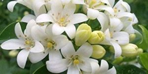 TBC Jasmine Flower