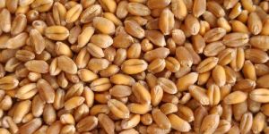 Golden Wheat Seeds