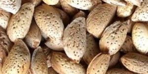 Kashmir Kagzi Almond
