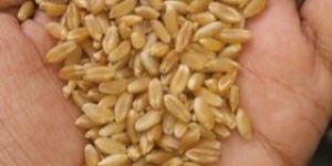 Sharbati Sortex Wheat