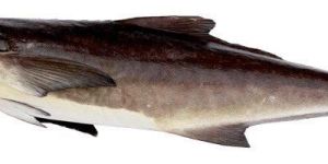 Fresh Kadal Viral Fish