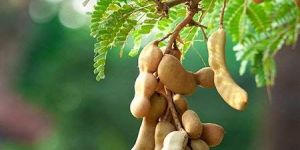 Tamarind Plant