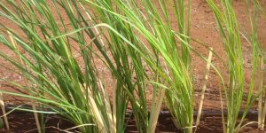 Vetiver Grass Seeds