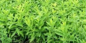 White Sandalwood Plant