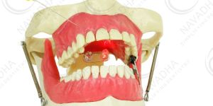 Anaesthesia Dental Phantom Head Manikin