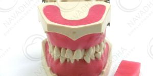 Orthodontic Dental Phantom Head Manikin