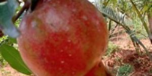 Super Bhargava Pomegranate