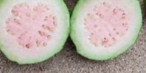 Taiwan Pink Guava