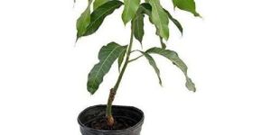 Mango Plant