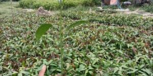 Seedless Mango Plant