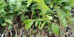 Super Golden Sitafal Plant