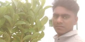 Thai Pink Guava Plant