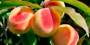 Peach Extract