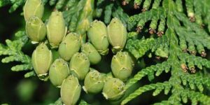 Thuja Oil