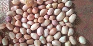 Groundnut 50 60