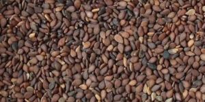 Brown Sesame Seeds