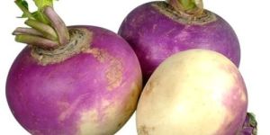 Fresh Turnip