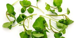 Fresh Watercress