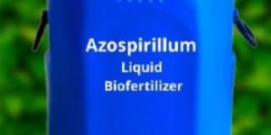 Azospirillum