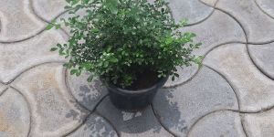 Horticulture Nursery Plants