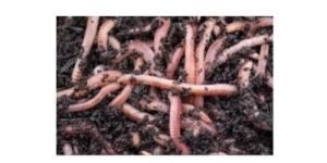 Vermicompost Organic Fertilizer