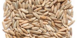Rye Seeds