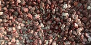 All Kind of Seeds and Seedlings