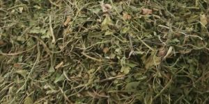 Dried Coriander Leaves
