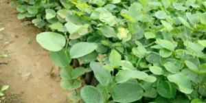 Red Sandalwood Plants