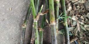 Tulda Bamboo Rizhom Plants