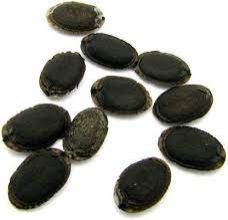 Sponge Gourd Seeds