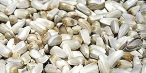 White Safflower Seeds