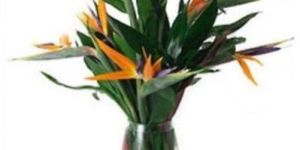 Bird of Paradise Flower