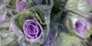 Brassica Flower