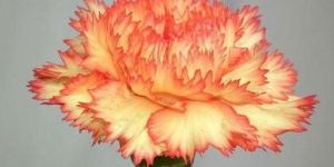 Carnation Flower