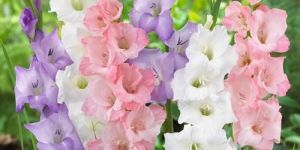 Fresh Gladiolus Flower