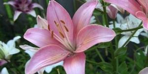 Fresh Lily Flower