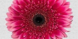 Gerbera Daisy Flower