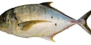 Trevally