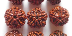Rudraksha Beads