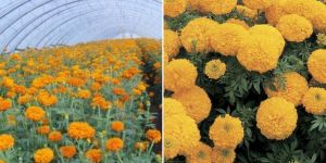 Blooming Marigold Plants