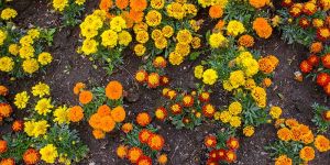 Ready to Bloom Marigold Plants