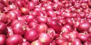 Fresh Nashik Onion