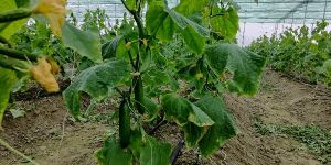 Agriculture Poly House Galvanized Pipe Structure ,