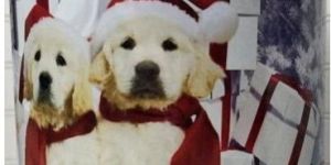 Printed Tin Container