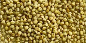 Brown Top Millet Seeds
